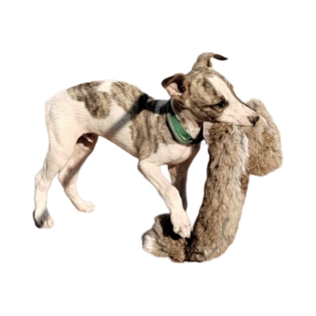 Outdoor Hunting Dogs - Outdoor Dog Walking Hunting Chicken Dog