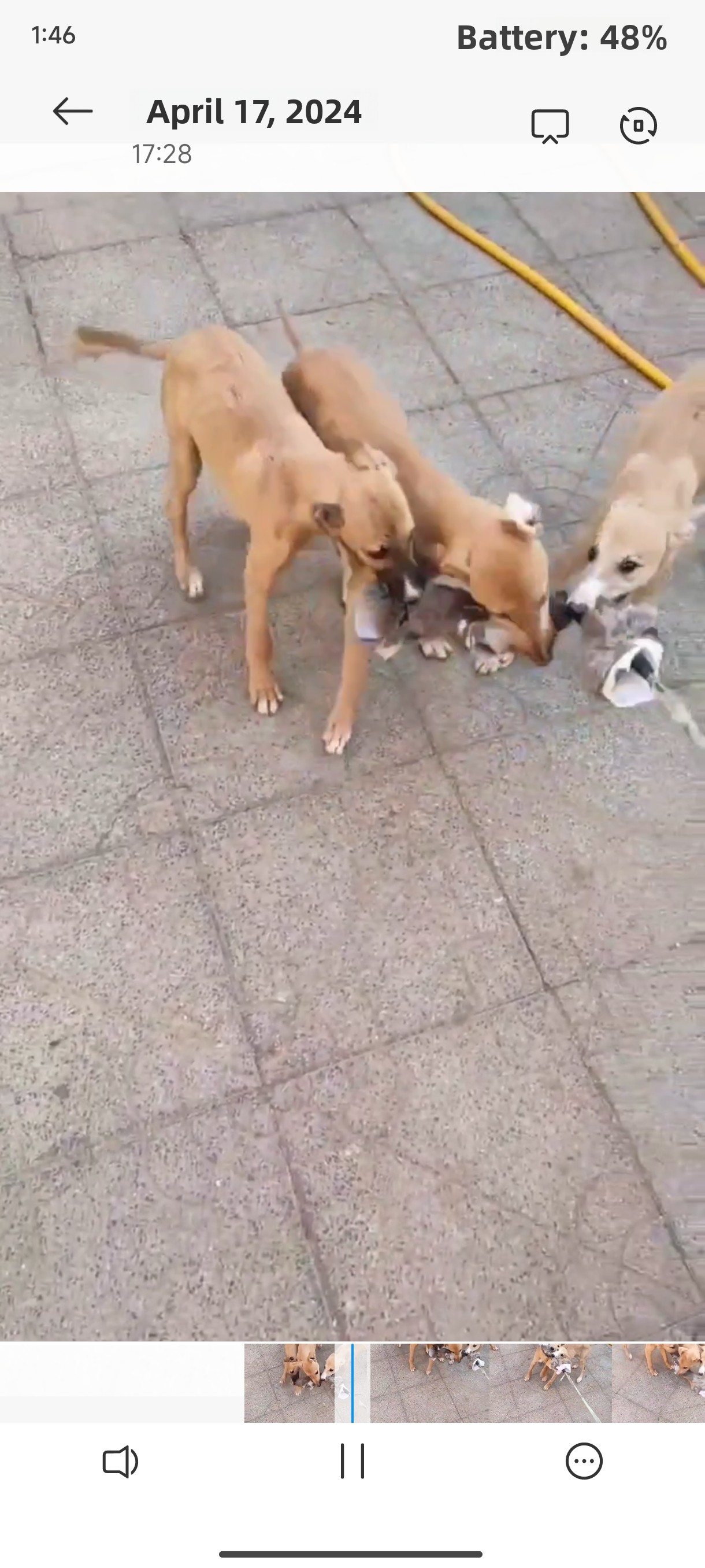 Outdoor Dog Walking Hunting Ch - Outdoor Hunting Dogs avis et prix
