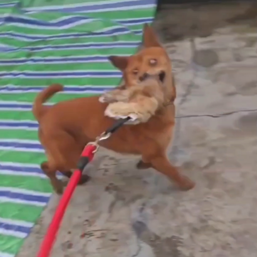 Outdoor Dog Walking Hunting Ch - Outdoor Hunting Dogs avis et prix