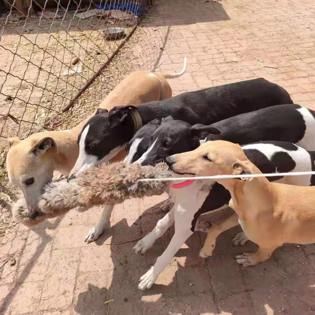 Outdoor Dog Walking Hunting Ch - Outdoor Hunting Dogs avis et prix