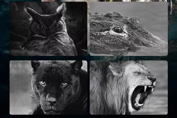 1080P Full HD IR Night Vision  - Outdoor Hunting Images avis et prix
